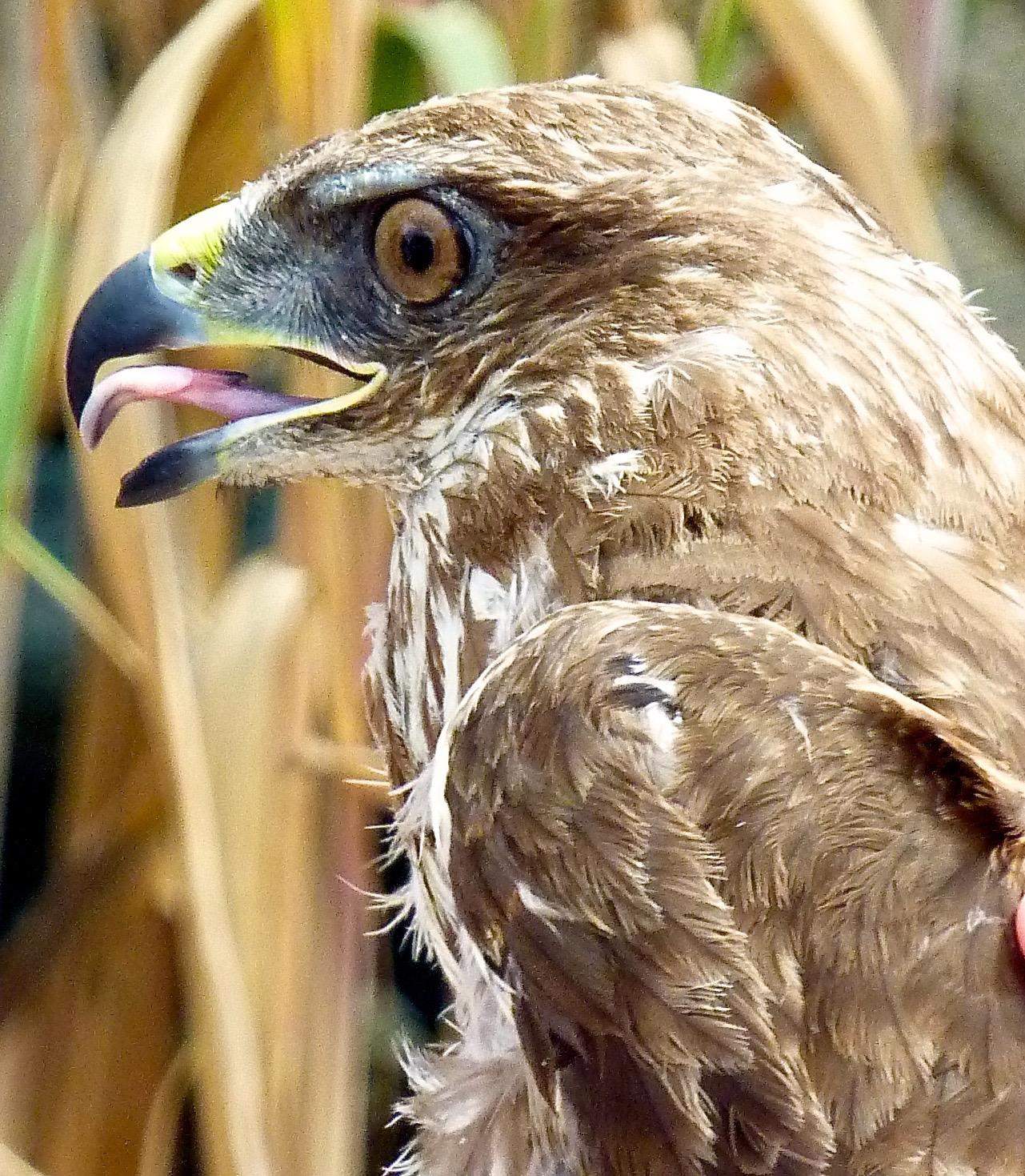 Close up of a Buzzard just before its release 